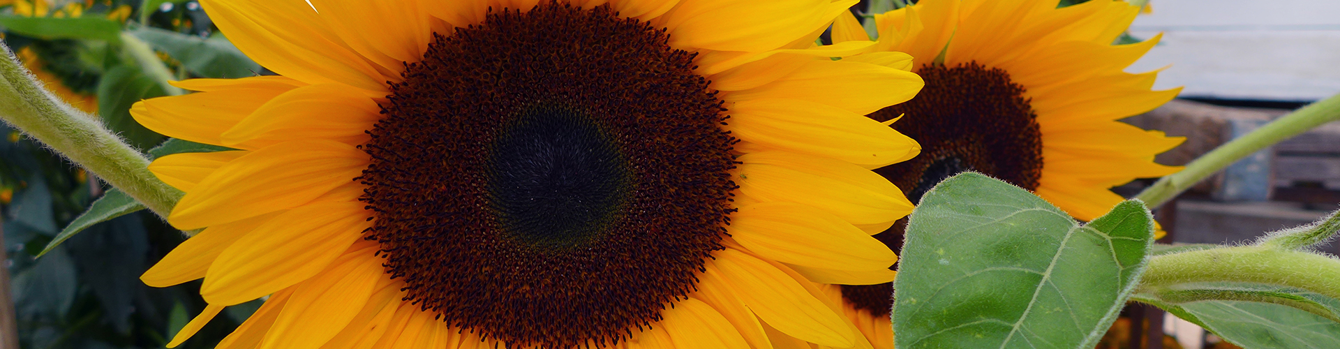 Sommer, Sonnenblume © Heike Arnold
